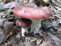 Russula vinacea image