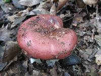 Russula vinacea image