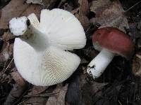 Russula vinacea image