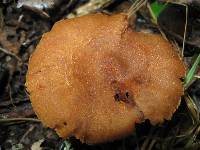 Cortinarius distans image