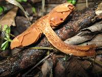 Cortinarius distans image