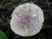 Pholiota polychroa image