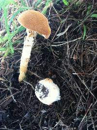 Battarrea phalloides image