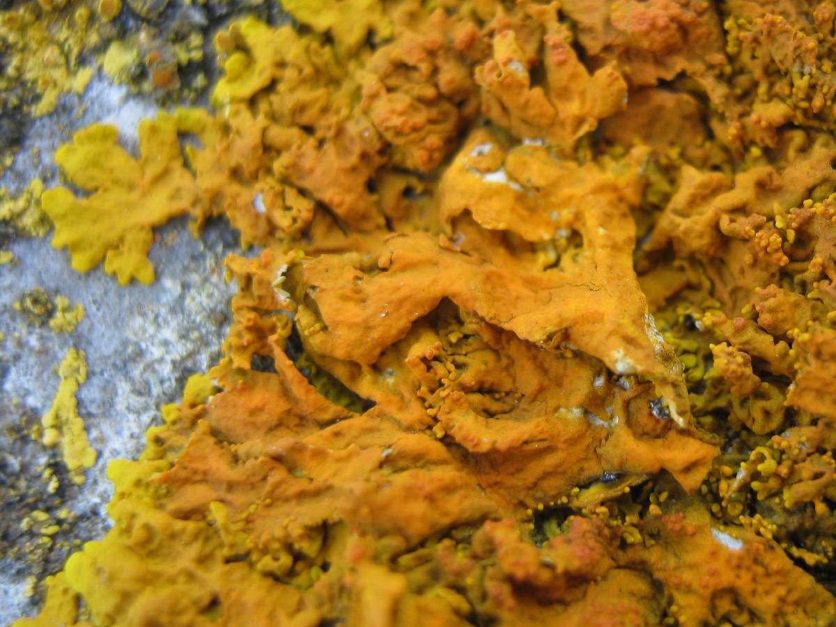 Xanthoria mediterranea image