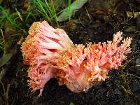 Ramaria formosa image