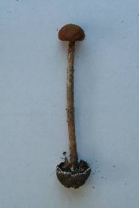 Battarrea phalloides image