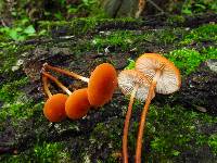 Marasmius sullivantii image