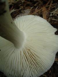 Megacollybia rodmani image