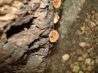 Crepidotus crocophyllus image