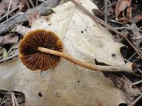 Conocybe tenera image