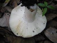 Russula graveolens image