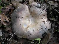 Russula cyanoxantha image