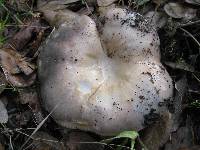 Russula cyanoxantha image