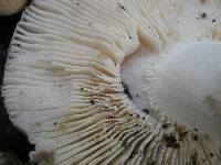 Russula cyanoxantha image