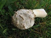 Agaricus texensis image