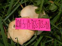 Marasmius oreades image