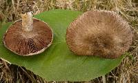 Agaricus cupreobrunneus image