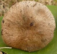 Agaricus cupreobrunneus image