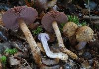 Cortinarius cupreonatus image