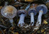 Cortinarius taylorianus image