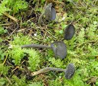 Helvella chinensis image