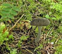 Helvella chinensis image