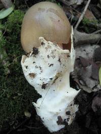 Amanita simulans image