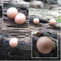 Lycogala epidendrum image