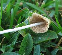 Conocybe apala image