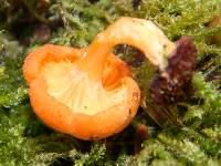 Chrysomphalina aurantiaca image