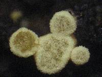 Polydesmia pruinosa image