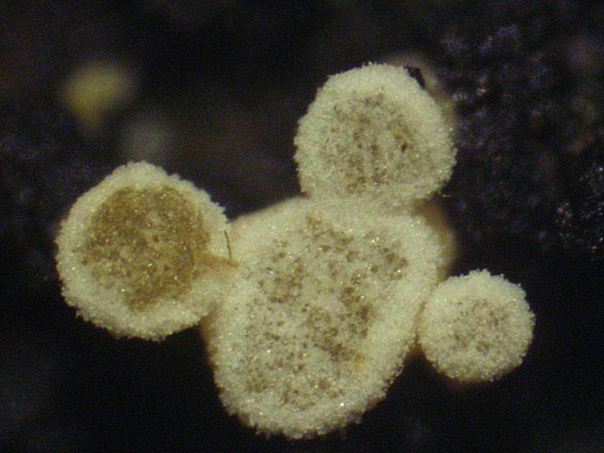 Polydesmia pruinosa image