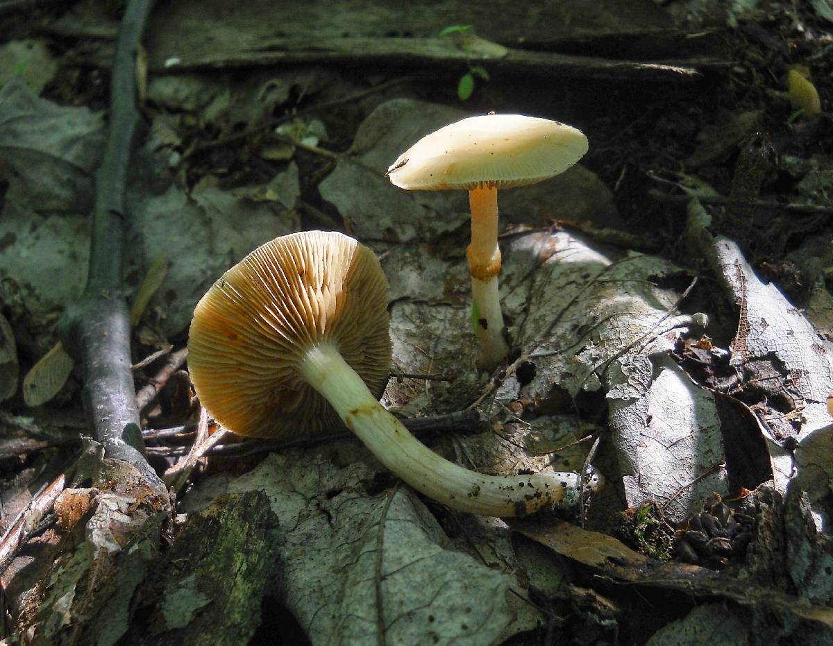 Pholiota marginella image