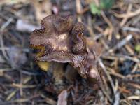 Calocybe onychina image