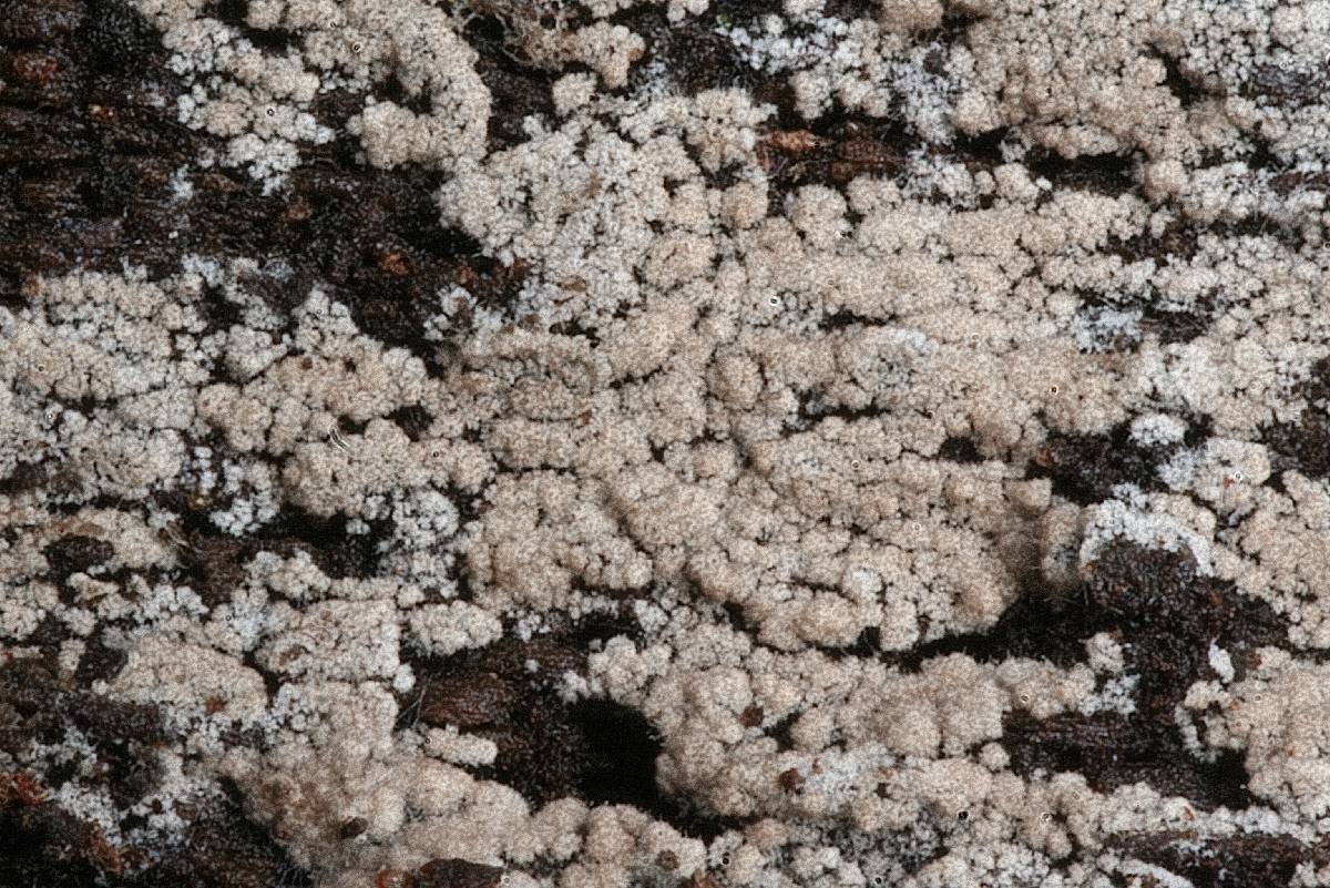 Tomentella subclavigera image