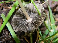Parasola plicatilis image