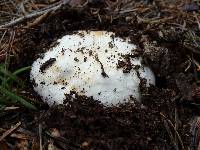 Agaricus albolutescens image