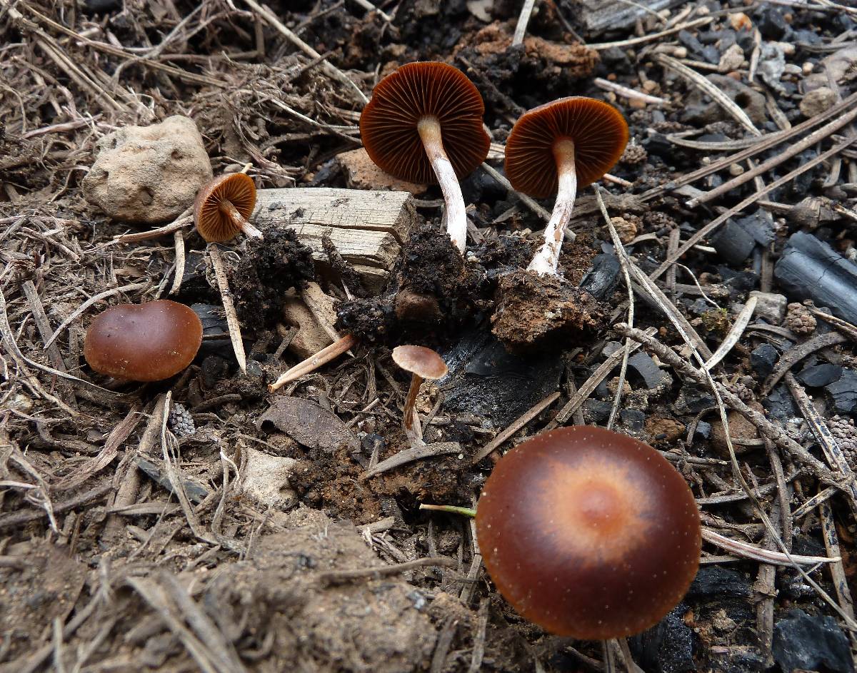 Pachylepyrium carbonicola image