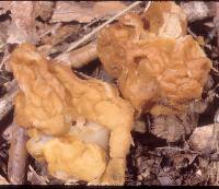 Gyromitra korfii image