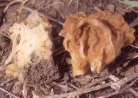 Gyromitra korfii image