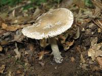 Amanita borealisorora image