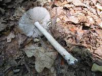 Amanita borealisorora image