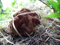 Gyromitra gigas image