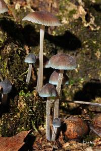 Mycena subcaerulea image