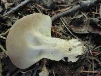 Helvella griseoalba image