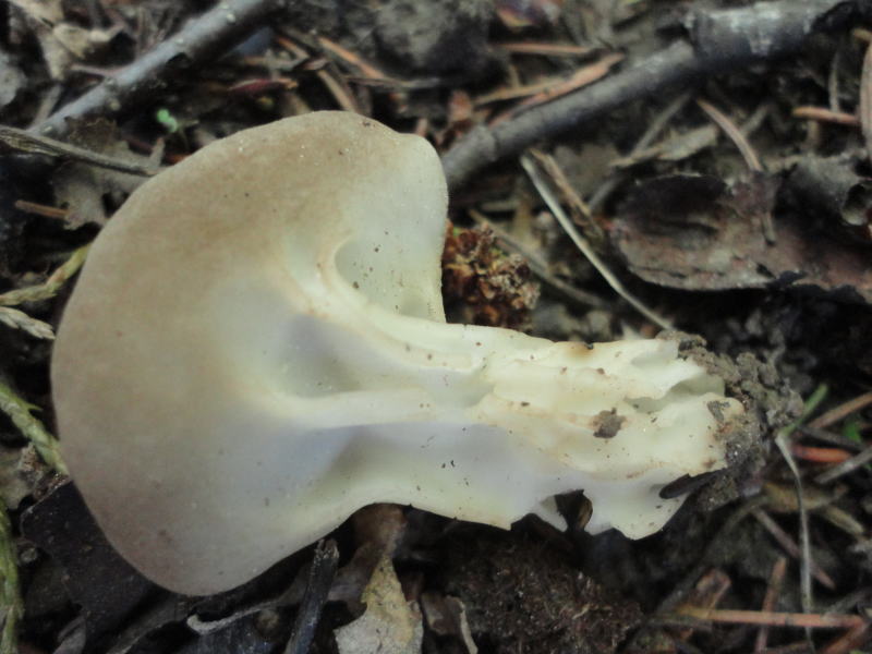 Helvella griseoalba image
