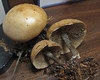 Clitocybe glacialis image