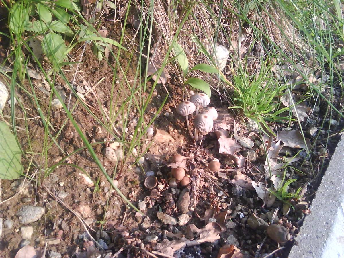 Coprinellus hiascens image