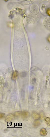 Inocybe assimilata image