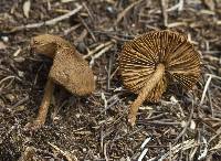 Inocybe stellatospora image